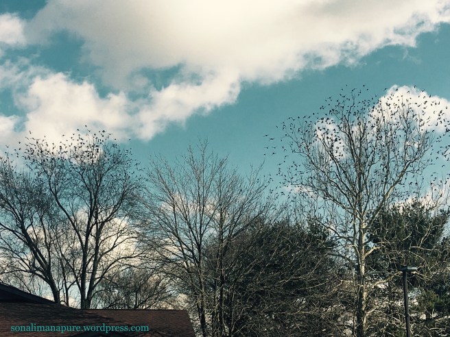 A hundred or two birds perched on the tree tops
