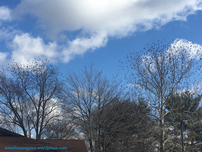 A hundred or two birds perched on the tree tops
