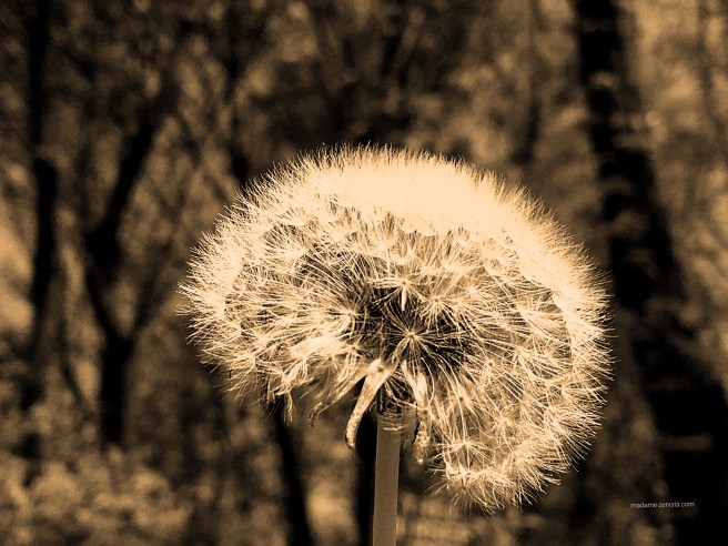 Dandelion. madame-zenista.com monochrome black and white