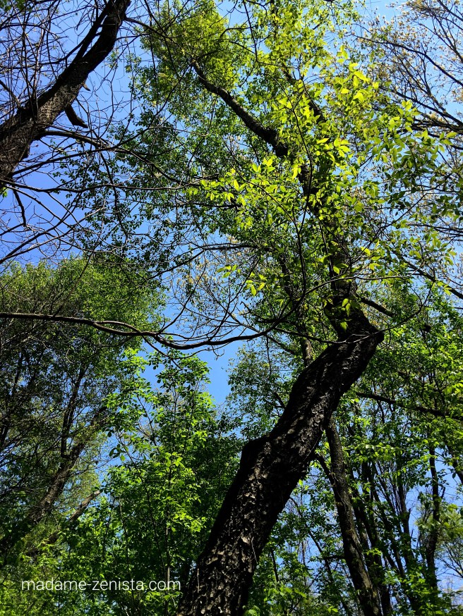 Fresh bright green leaves of the trees against the sky. Photography.