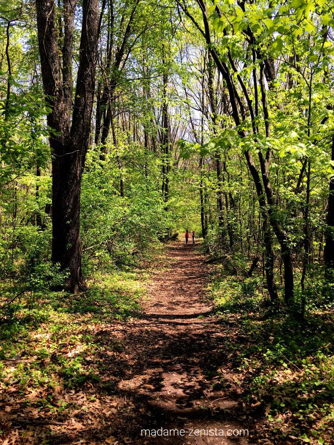 Walk in the green forest. Path. Trek. Hike. Photography. Photos.h