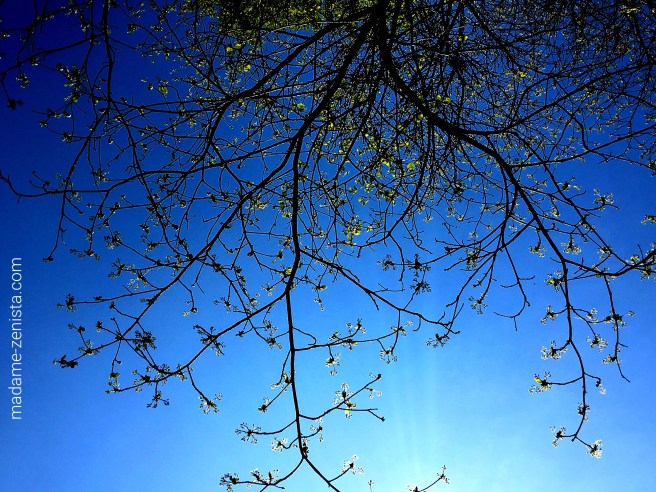 Spring. First leaves of a tree. Blue Sky. Photography.