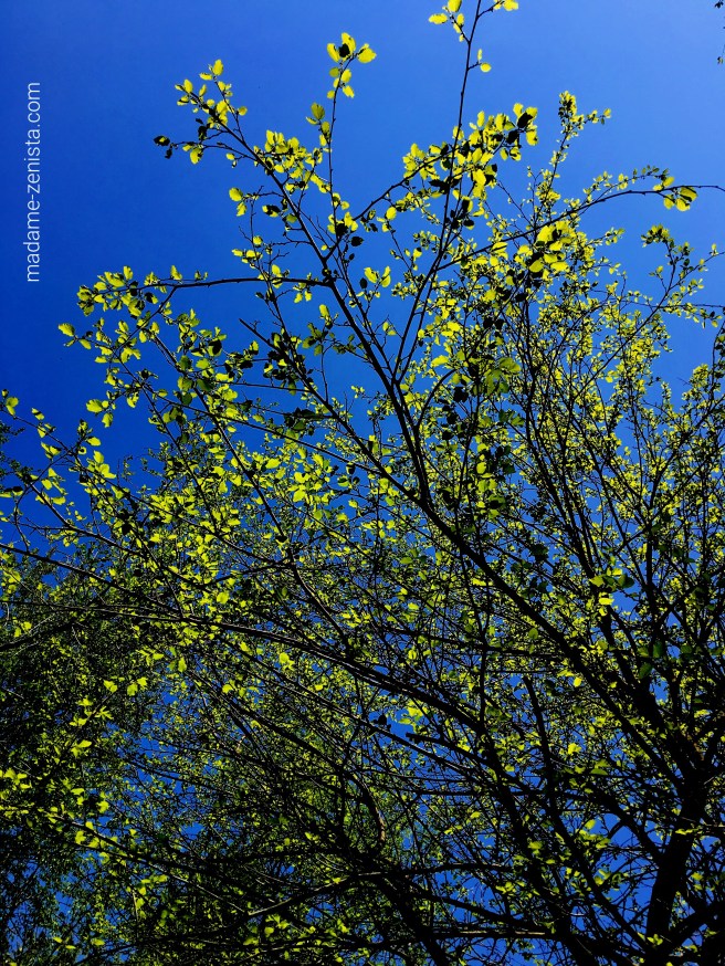 Spring. First leaves of a tree. Blue Sky. Photography.