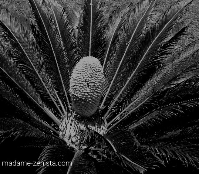 Palm, Cycas, black and white photography, monochrome, madame-zenista.com