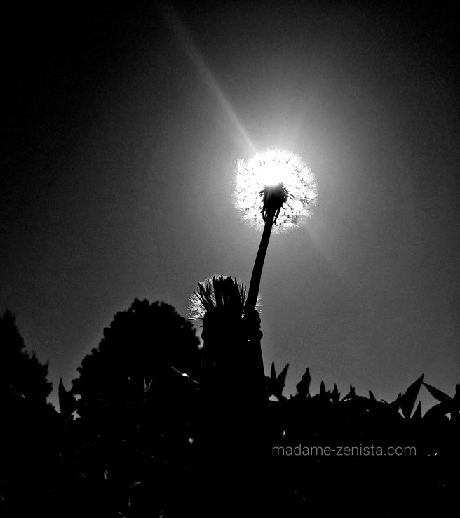 Dandelion, under the sun. black and white, photography, monochromes, B&W,