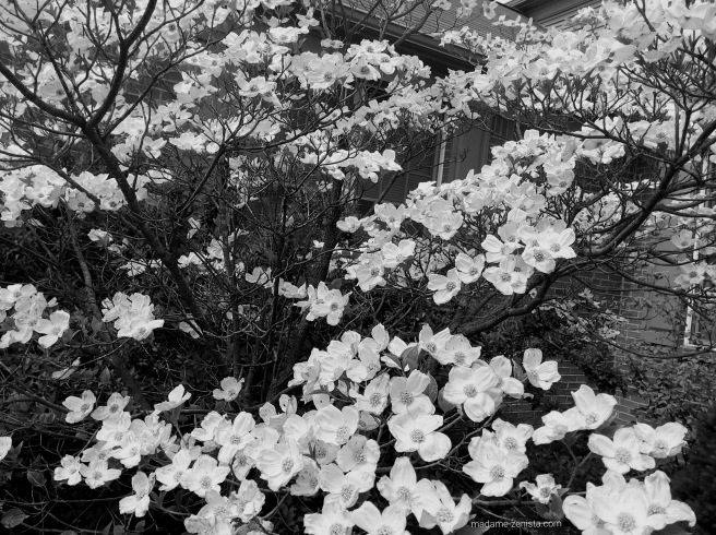 white flowers, black and white, photography, monochromes, B&W,