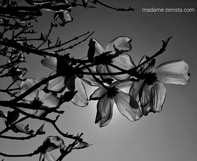 Flowers, sun, black and white, photography, monochromes, B&W,