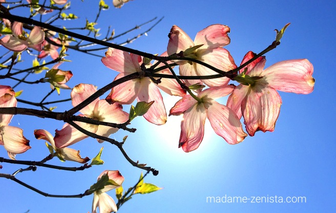 Pink flowers, blue sky, sun, spring, summer.