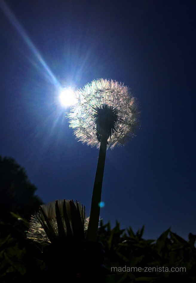 Dandelion, sun, sky, nature